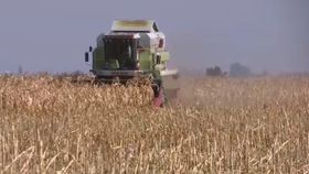 VIDEO Seceta devastatoare în Câmpia Râmnicului. Agricultorii Confruntă pierderi uriașe și speranțe spulberate